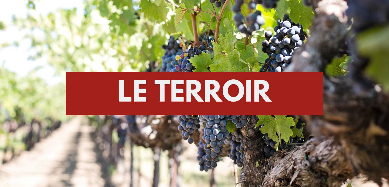 You are currently viewing Le terroir