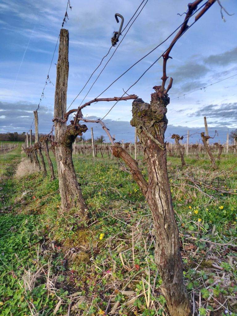 Vin - vigne - principaux cépages français