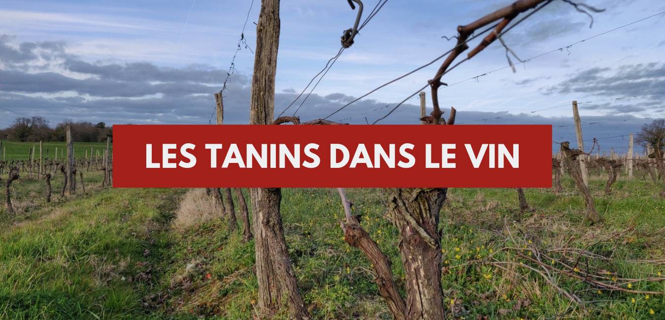 You are currently viewing Les tanins dans le vin