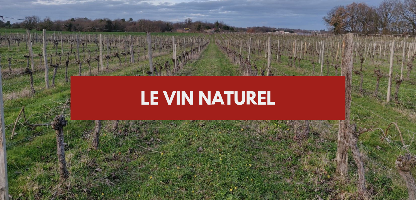 You are currently viewing Le vin naturel – Découvrez le vin nature !