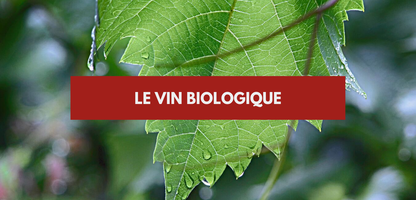 You are currently viewing Le vin biologique