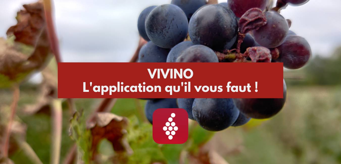 You are currently viewing Vivino