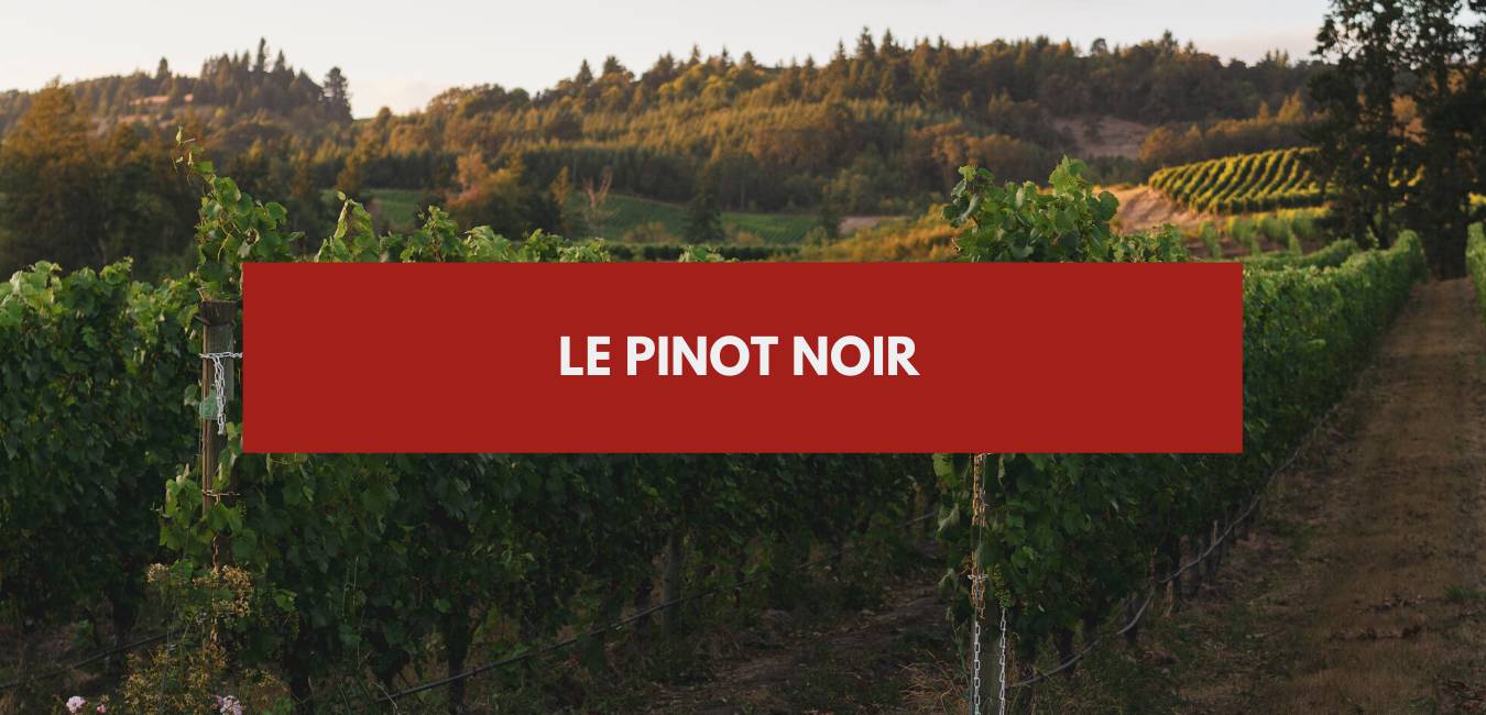 You are currently viewing Le Club #11 – Pinot Noir