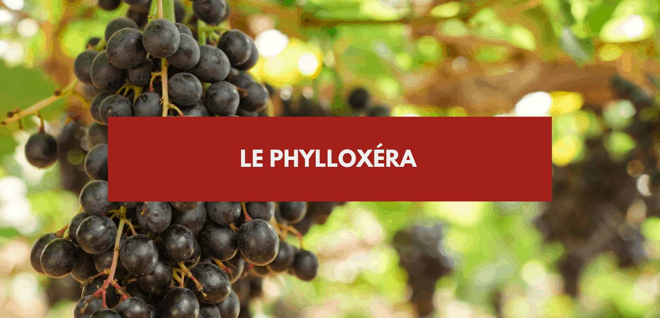 You are currently viewing Le Phylloxera