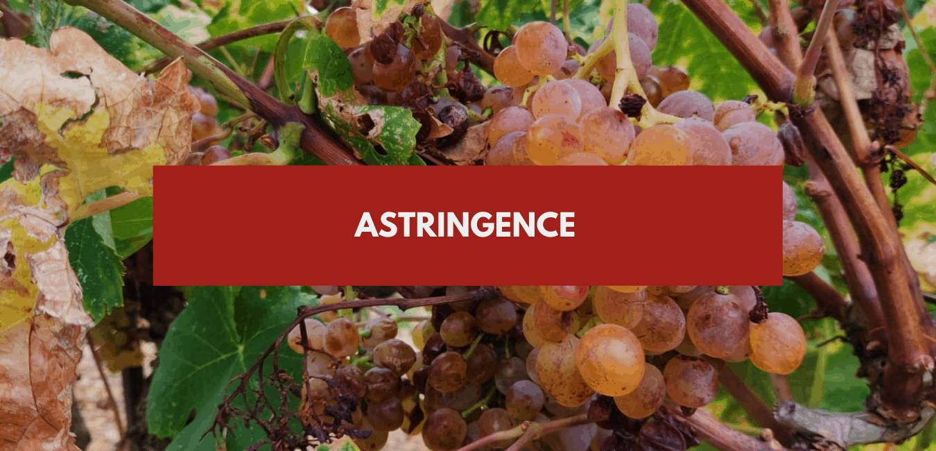 You are currently viewing Astringence