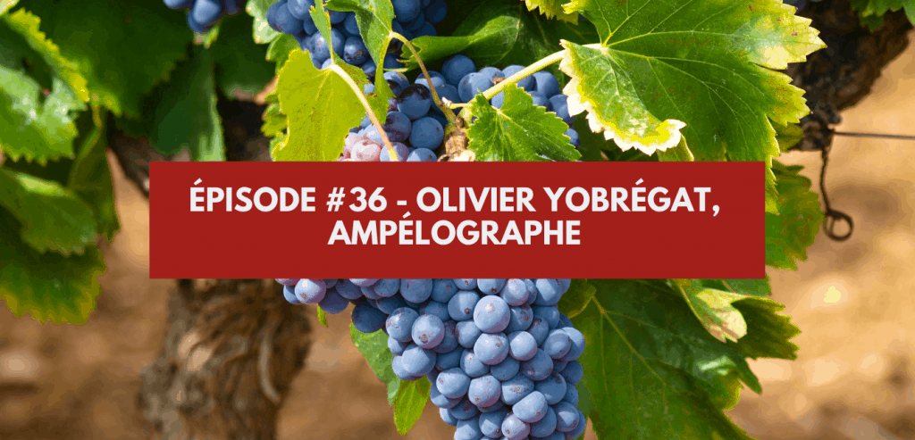 Épisode #36 - Olivier Yobrégat, Ampélographe