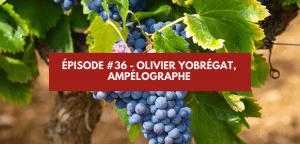 Lire la suite à propos de l’article Épisode #36 – Olivier Yobrégat, Ampélographe